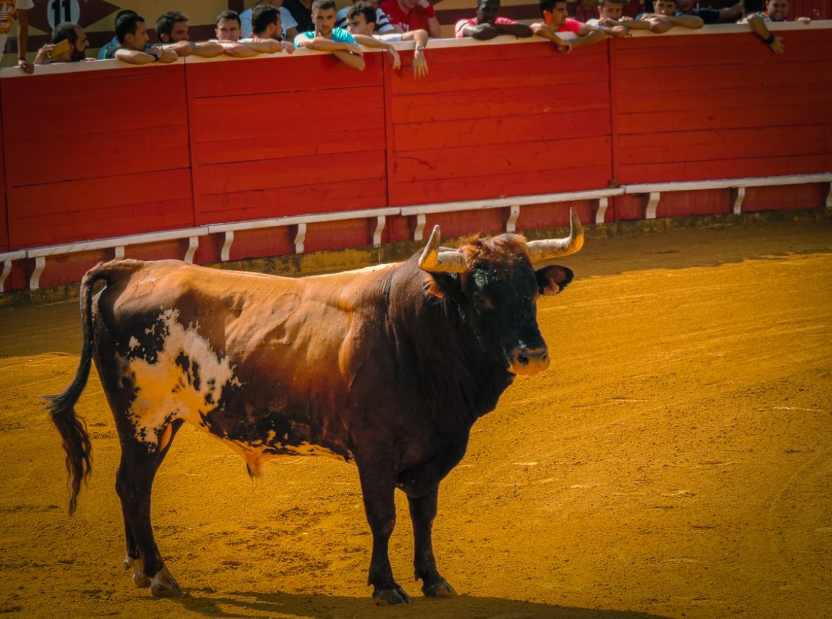 Massive bull with large horns