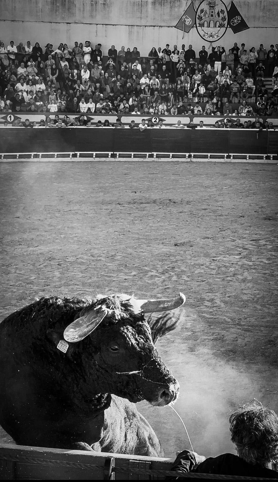 Bull lowering its head to charge