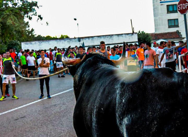 Powerful bull leaping forward